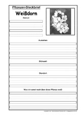 Pflanzensteckbrief-Weißdorn-Sw.pdf
